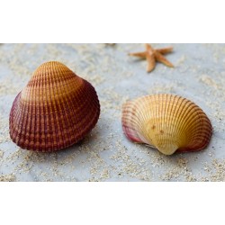 Conchiglia Cardium Pseudolima