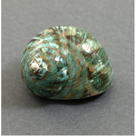 Conchiglia Turbo Imperialis verde