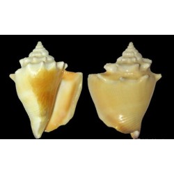 Conchiglia Strombus Pugilis