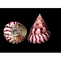 Conchiglia Trochus Conus Red