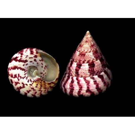 Conchiglia Trochus Conus Red