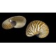 Conchiglia Nautilus naturale