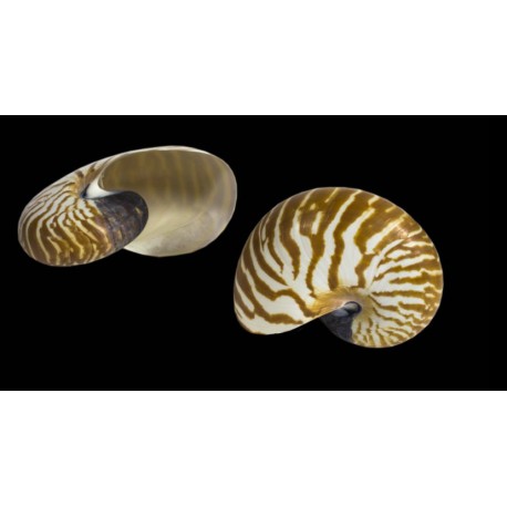 Conchiglia Nautilus naturale
