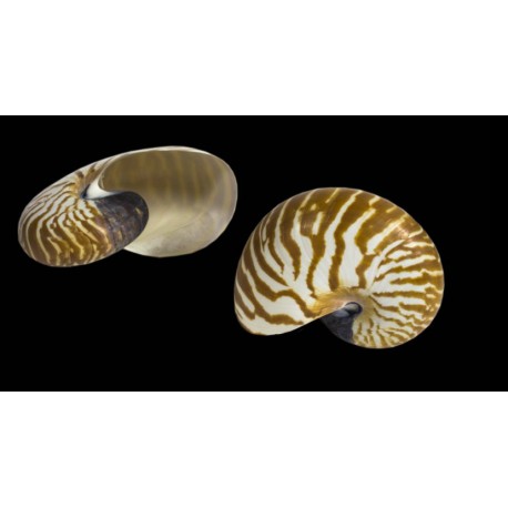 Conchiglia Nautilus naturale