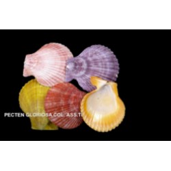 Conchiglia Pecten gloriosa colori assortiti