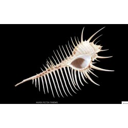 Conchiglia Murex Pecten Triremis