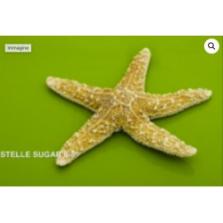 Stelle marine Sugar