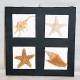 Quadro con conchiglie e stelle marine.